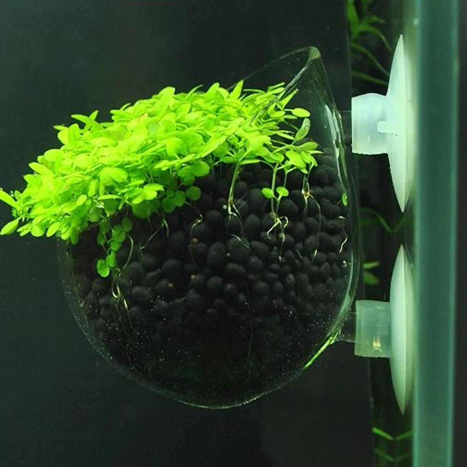 Aquarium Fish Pot - Akvaryum Bitki Tutucu Cam Su Bitkisi