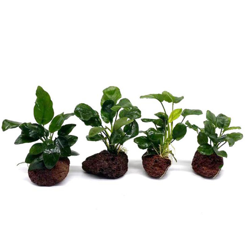 Volkanik Akvaryum Dekorasyon B - Aquarium Fish Pot incelemesi ve fiyatı
