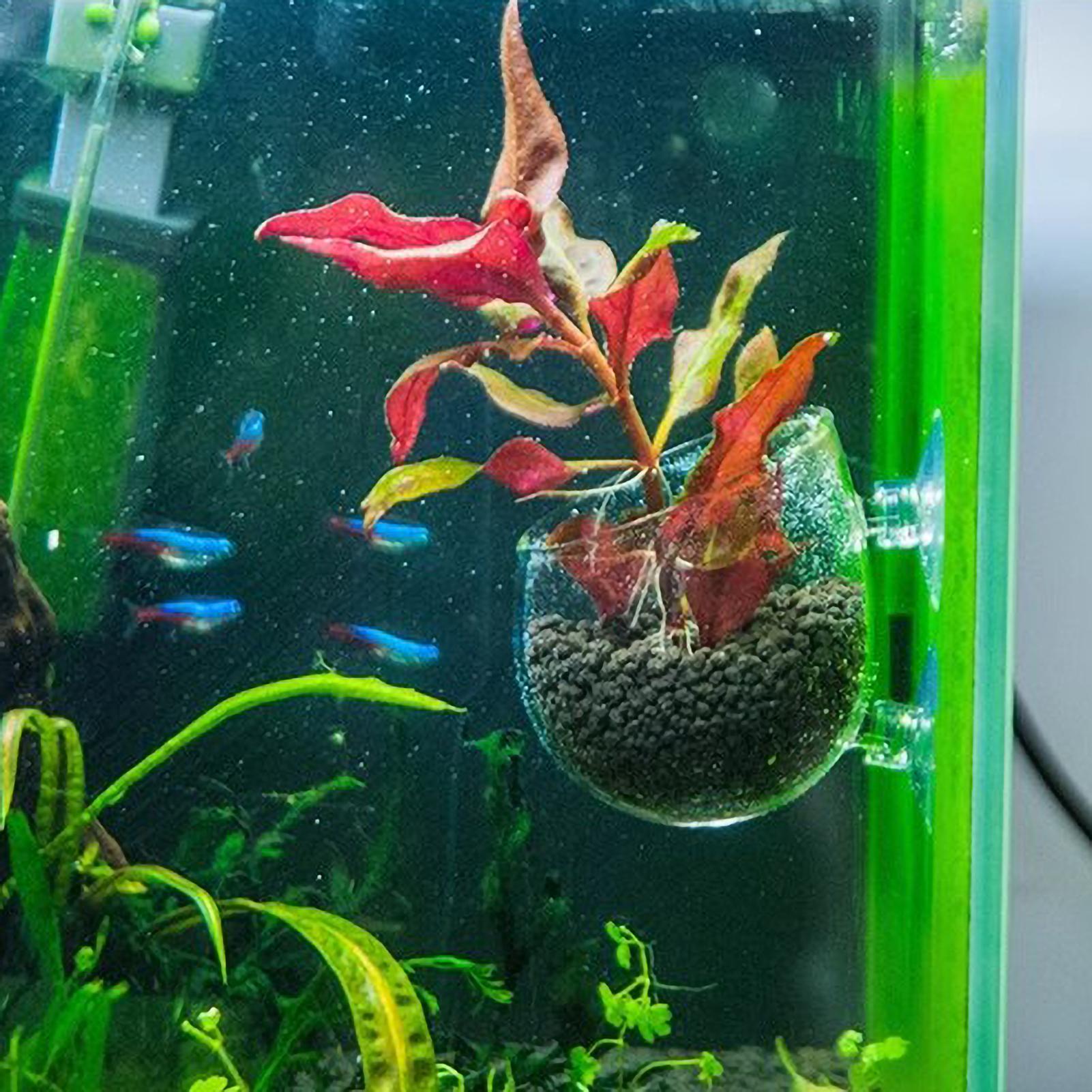 Akvaryum Bitki Tutucu Cam Su B - Aquarium Fish Pot incelemesi ve fiyatı