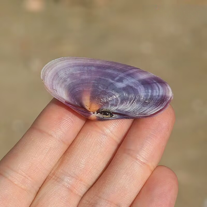 Uzun Mor Deniz Kabuğu Doğal De - Aquarium Fish Long incelemesi ve fiyatı