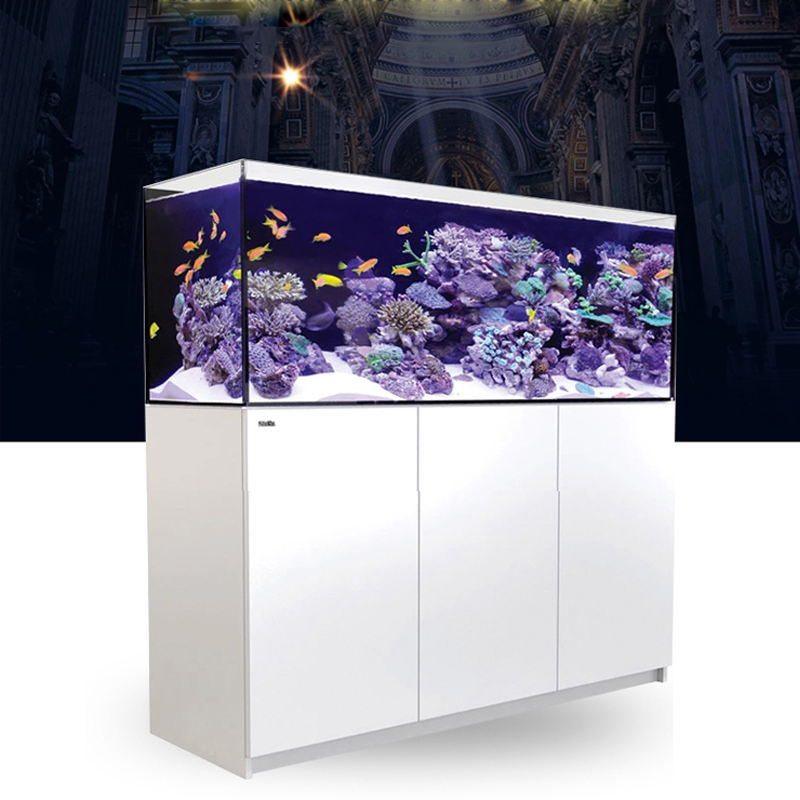 2026 Çok Satan Toptan Fiyatlı  - Aquarium Fish And Price incelemesi ve fiyatı