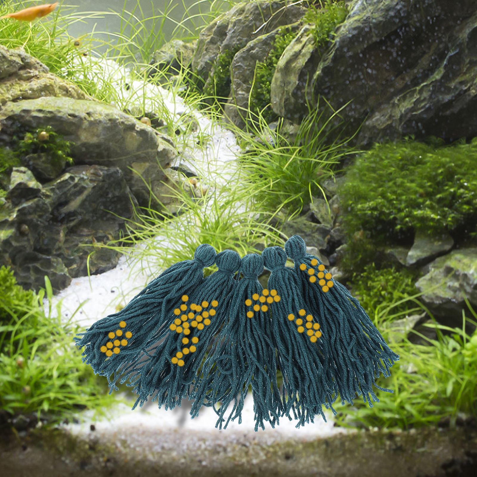 5 adet kuluçkahane yumurtlama  - Aquarium Fish Hideout incelemesi ve fiyatı